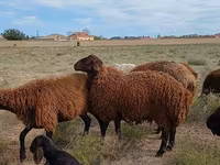 Carnero, Karakul sheep — foto 4