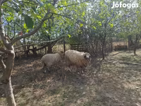 Widder, Tsigai sheep — Foto 2