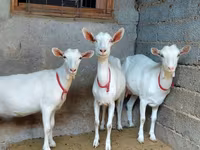 Koza, Saanen goat — foto 1