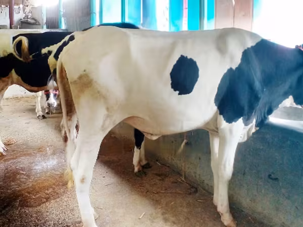 Vache, Russian Black pied cattle