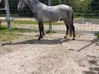 Kůň, Lipizzaner — foto 4