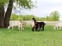 母山羊, Saanen goat — 照片 3