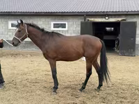 Hengst, Thoroughbred horse — Foto 6