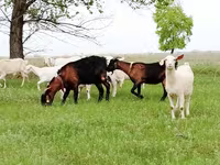 母山羊, Saanen goat — 照片 4