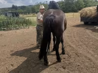 Stute, Međimurje horse — Foto 5