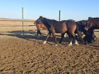Horse (M), New Altai Horse — photo 2