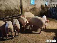 Boar, Пятнистая — photo 8