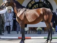 فرس, Nonius horse — الصورة 8