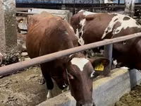 Vache, Race Holstein — photo 4