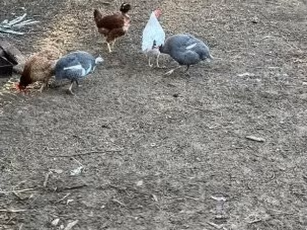 Guinea fowl