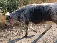 Cow, Belgian Blue — photo 2