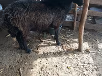 Carnero, Karakul sheep — foto 2