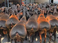 Widder, Baerchuke sheep — Foto 1