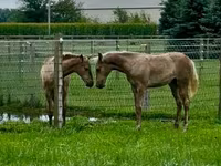 Cheval, Rocky Mountain Horse — photo 3
