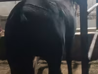 Klisna, Budyonny horse — foto 3