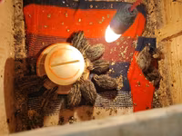 King Quail — foto 6