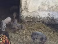 Pigs (batch, sex not specified), Вьетнамская вислобрюхая — photo 6
