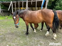母马, Međimurje horse — 照片 3