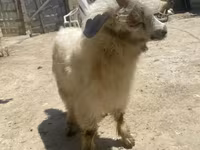 Goat, Angora goats — photo 3