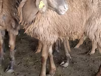 Ram, Sheep — photo 3