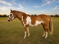 घोड़ा, American paint horse — फ़ोटो 2
