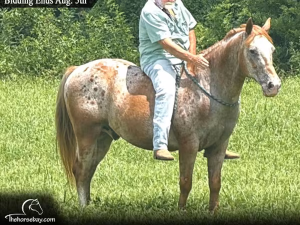 Caballo, Appaloosa