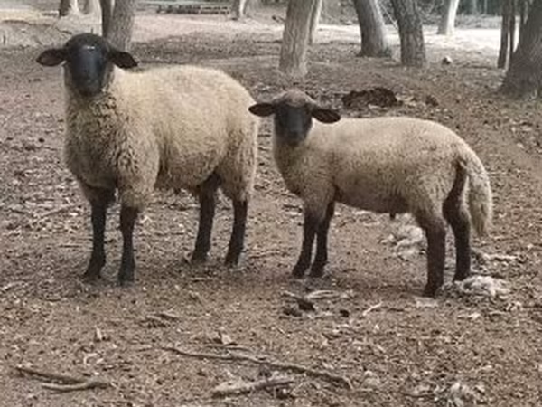 मेढ़ा, White Suffolk sheep