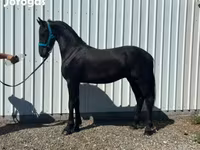 Kůň, Friesian — foto 3