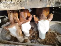 मवेशी (लॉट, लिंग निर्दिष्ट नहीं), मवेशी — फ़ोटो 5