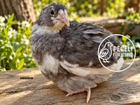 Quails — الصورة 6