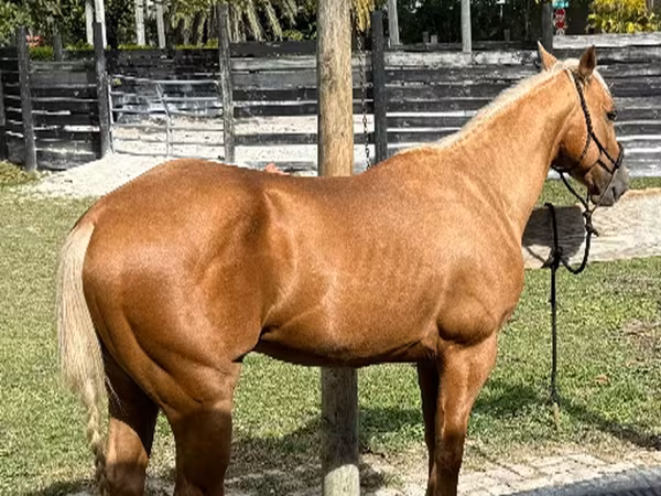 公马, Quarter Horse