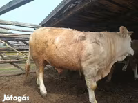 सांड, Simmental cattle — फ़ोटो 4