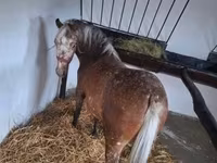 Yegua, Berber horse — foto 2