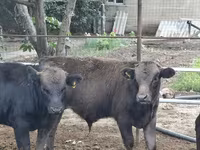 Toro, Aberdeen-Angus — foto 1