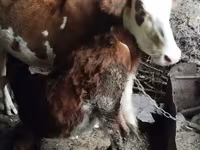 Krowa, Simmental cattle — zdjęcie 4