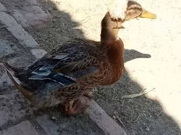 كريستد