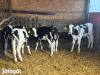 Býk, Russian Black pied cattle — foto 2