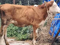 Vache, Simmental cattle — photo 1