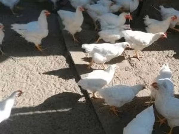بليموث روك