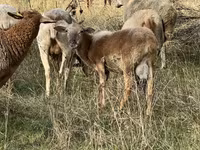 मेढ़ा, Katum sheep — फ़ोटो 3