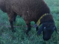 Bélier, Qashqai sheep — photo 4