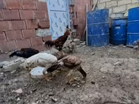 Chickens — Foto 8