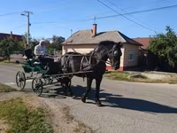 母马, Hungarian horse breed — 照片 6