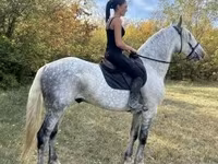 घोड़ा, Andalusian horse — फ़ोटो 3