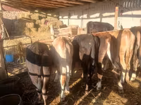 Vaca, Ganado vacuno — foto 5