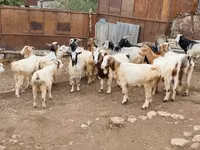 Cabra, Damask goat — foto 2