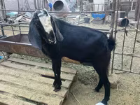 Kozioł, Nubian Goat — zdjęcie 3