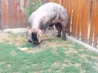 Boar, Дюрок — photo 1