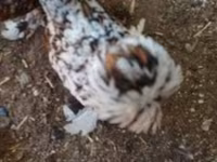 Chickens — 照片 2