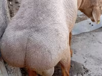 Bélier, Ordabasy sheep — photo 5